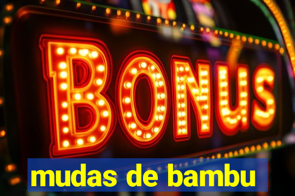 mudas de bambu